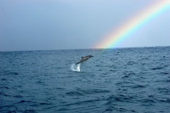 Spinner dolphin at LahiLahi Piont. The right place at the... by Charles Harvey 
